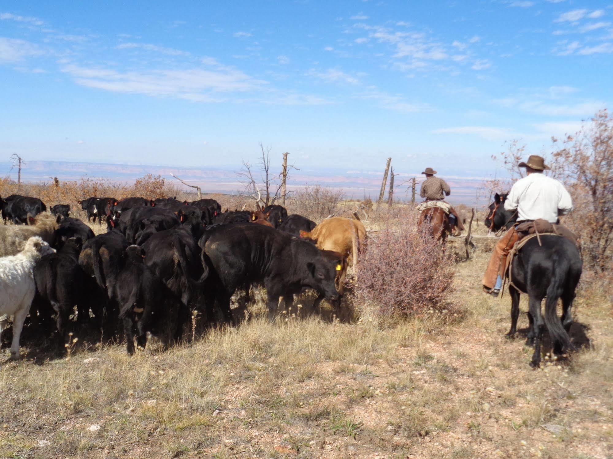 Отель Grand Canyon Ranch & Outfitters Fredonia Экстерьер фото